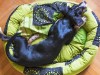 Шесть самых удобных лежаков для собак