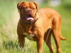 9 пород собак, официально признанных самыми крупными в мире