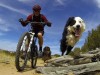 Катайтесь на здоровье: как превратить велопрогулки с собакой в удовольствие