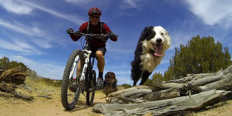 Катайтесь на здоровье: как превратить велопрогулки с собакой в удовольствие