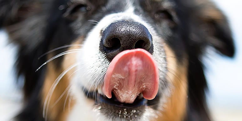 Правда ли, что холодный и мокрый нос это показатель здоровья собаки?