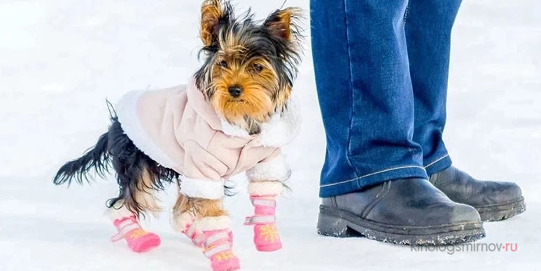 Нужно ли защищать лапки собак от холода