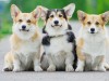Корги: собаки-карлики из графств Кардиганшир и Пембрукшир