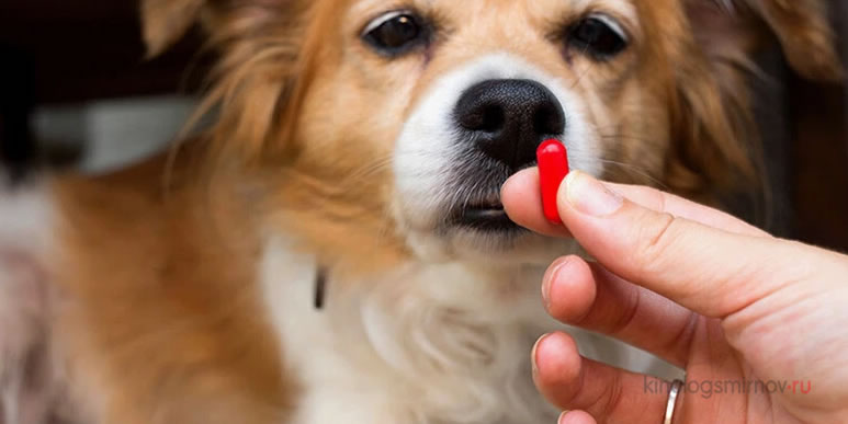 Как дать собаке лекарство? 
