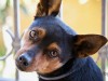 Глухота не приговор: особенности дрессировки собаки с нарушениями слуха
