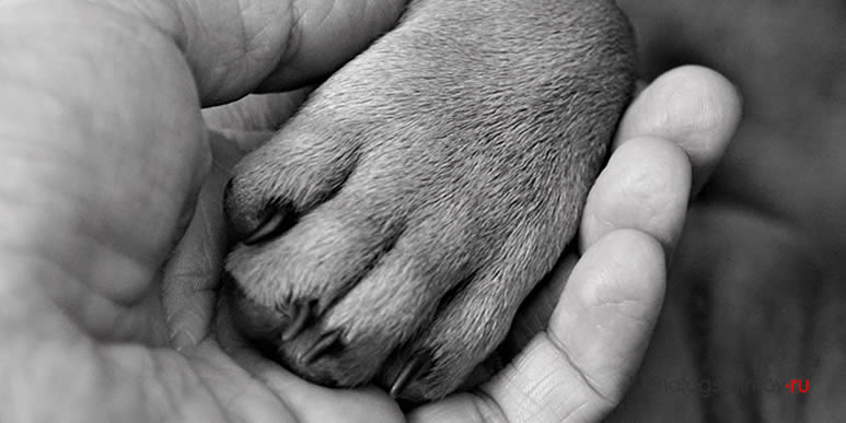 Смерть собаки- это не шутка: пять причин принимать горе от потери друга всерьёз