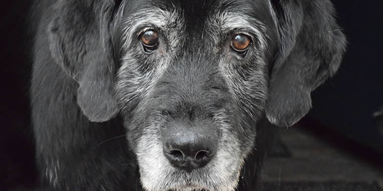 «Собачий Альцгеймер»: какие факторы влияют на развитие старческого слабоумия у собак?