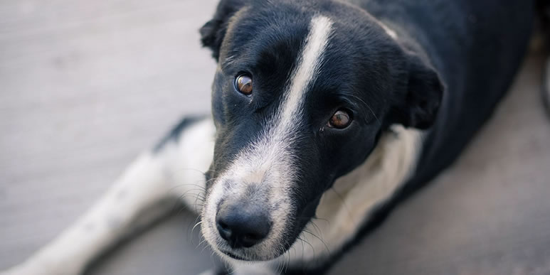 Старческое слабоумие у собак: симптомы и помощь