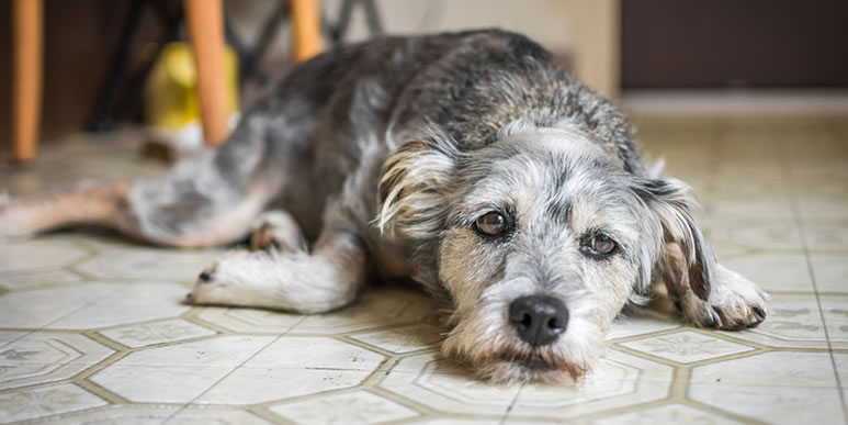Депрессия у собак: причины, симптомы и лечение