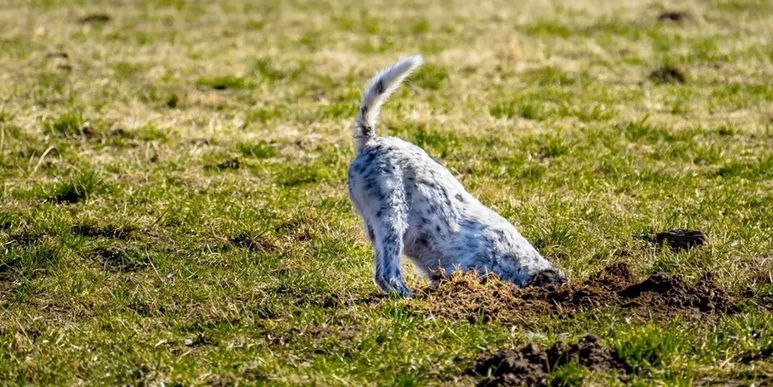 Как отучить собаку копать ямы? Статья для журнала «Звери»