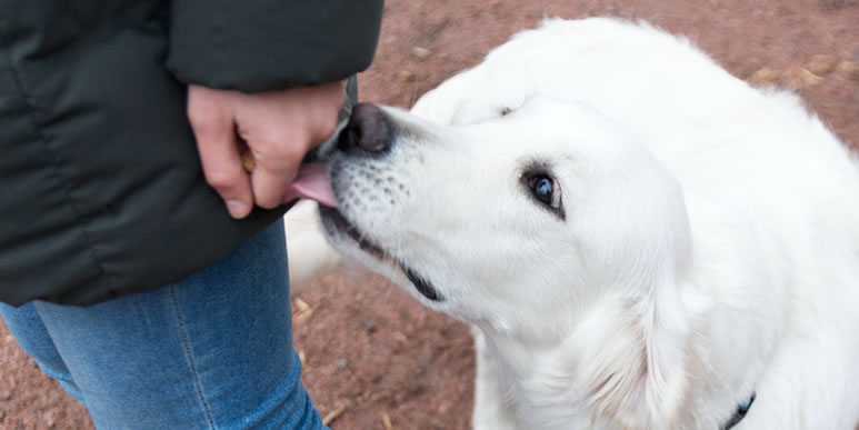 Рецепт счастья: полезные, вкусные и недорогие лакомства для собак своими руками