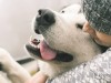 Может ли человек узнать свою собаку по запаху?