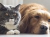 Могут ли в жизни подружиться котенок и щенок?