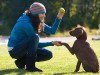 Собаки способны запомнить любые действия человека