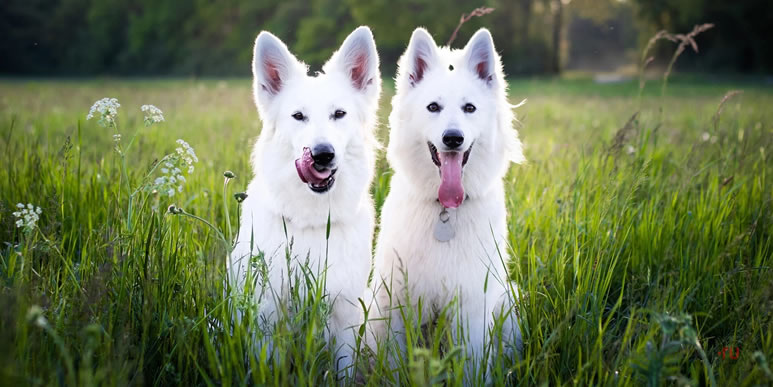 Две собаки для охраны дома