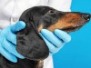 Шведский способ чистить уши, закапывать глаза и стричь когти так, чтобы собака не боялась