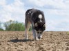 Почему собаки едят землю и как на это реагировать?