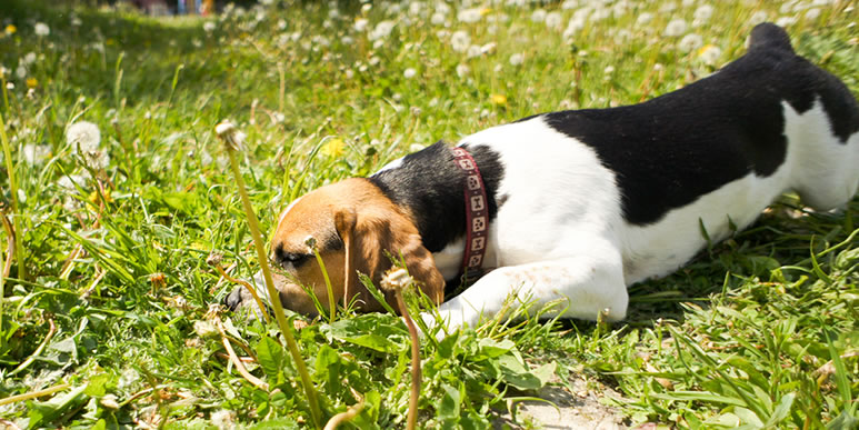 Почему собаки любят есть свежую траву?