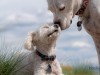Способны ли собаки проявлять сочувствие к другим собакам?