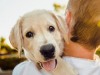 Собака- не автомат: как неоправданные ожидания портят отношения с животными