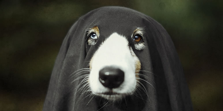 Могут ли собаки видеть духов и предсказывать будущее?