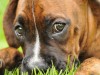 Стоит ли беспокоиться из-за грязи в уголках глаз собаки?