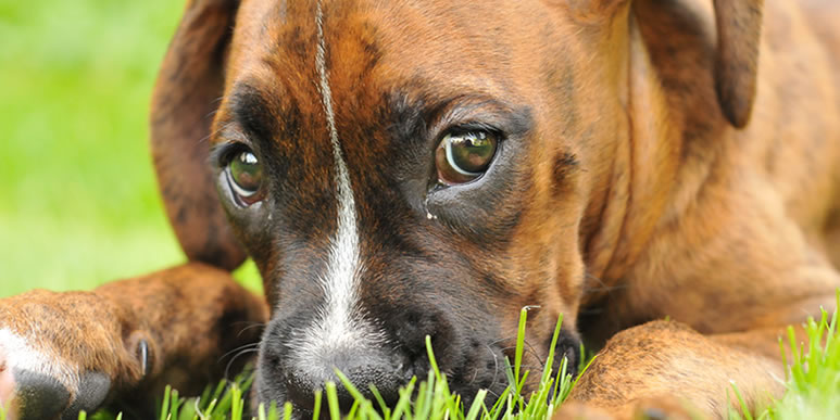 Стоит ли беспокоиться из-за грязи в уголках глаз собаки?