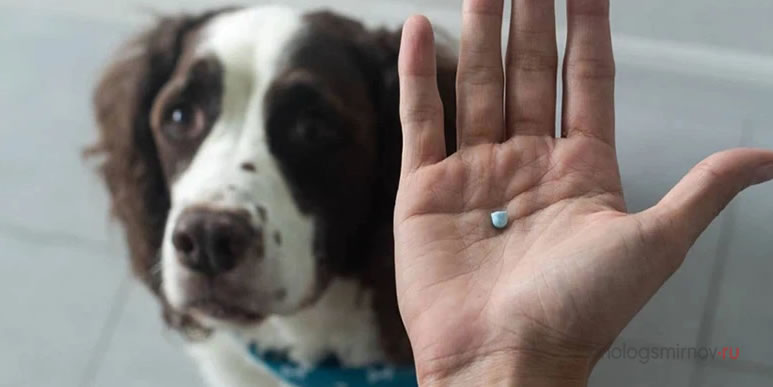 Существуют ли медикаменты, способные помочь собаке справиться со страхами