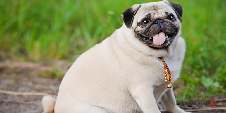 Учёные выяснили, какие породы собак наиболее подвержены риску ожирения