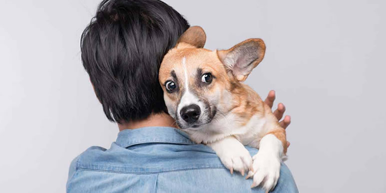 Не вылечить, но облегчить: 7 способов помочь собаке, которая боится