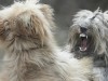 «Сеня, береги руку»: как безопасно разнять дерущихся собак