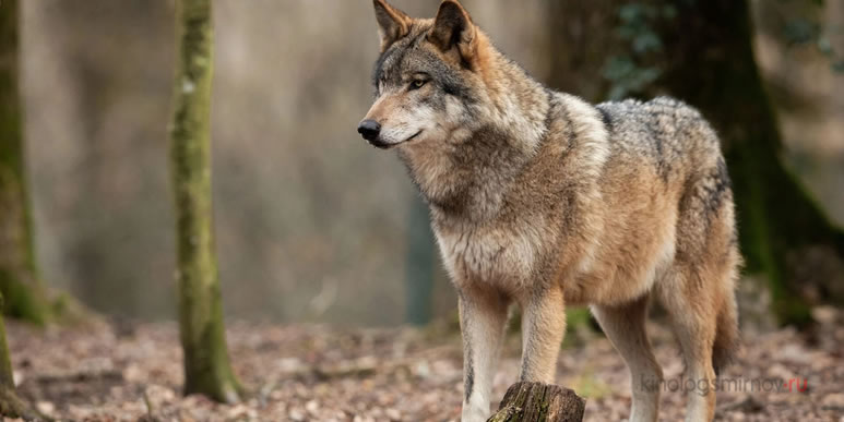 Волки охотнее собак делятся добычей