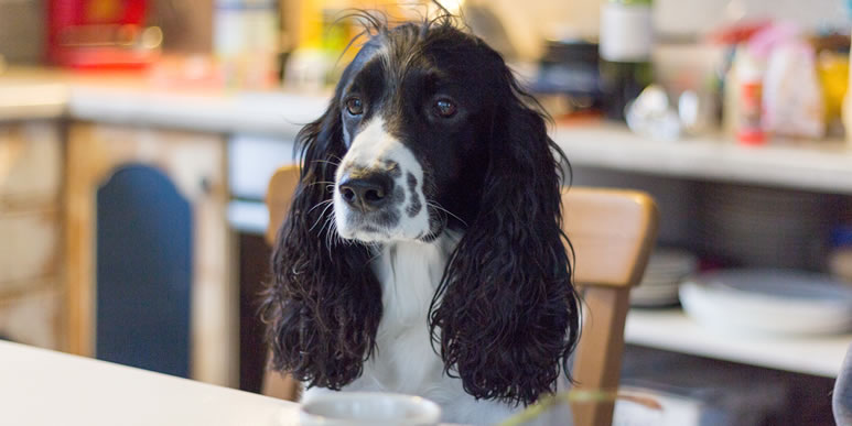 Чем можно угостить собаку со стола без вреда для здоровья?