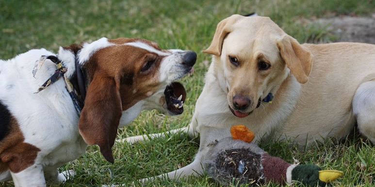 Рычание собаки в игре и в случае конфликта разное 