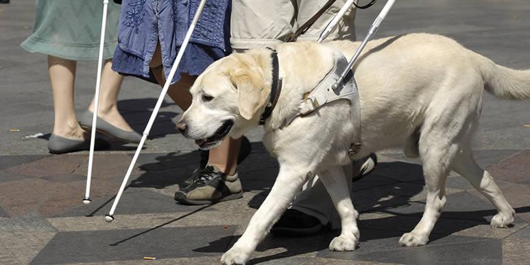Как на самом деле собаки-поводыри помогают слепым?