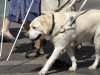 Как на самом деле собаки-поводыри помогают слепым?