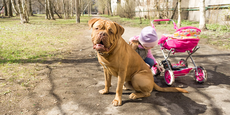 Общение с собаками снижает риск респираторных заболеваний у детей