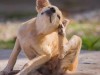 Как атопический дерматит связан с проблемами в поведении собаки?