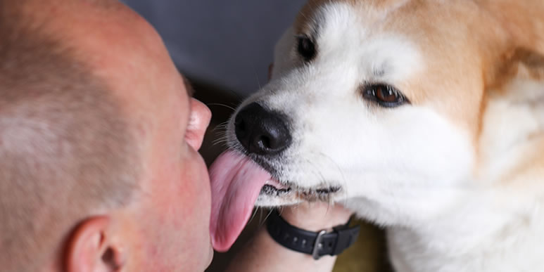 От аллергии до обсессивного расстройства: почему собаки так любят лизаться?