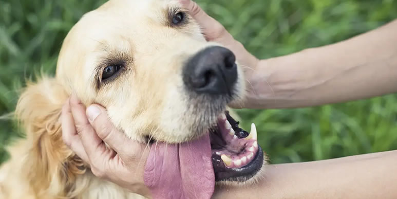 40 способов сделать собаку счастливой