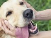 Десять способов сделать свою собаку гораздо счастливее
