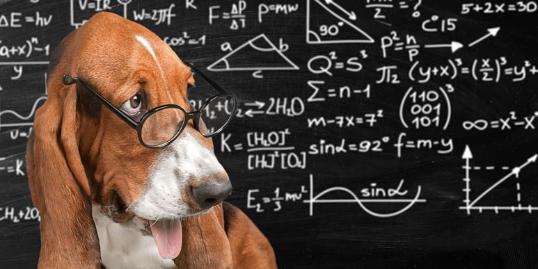 Ученые установили, что собаки считают в уме так же, как люди