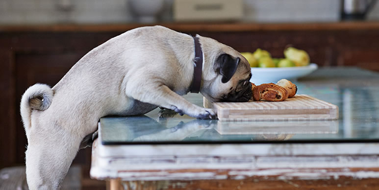 Что делать, если собака слишком назойливо клянчит еду со стола?