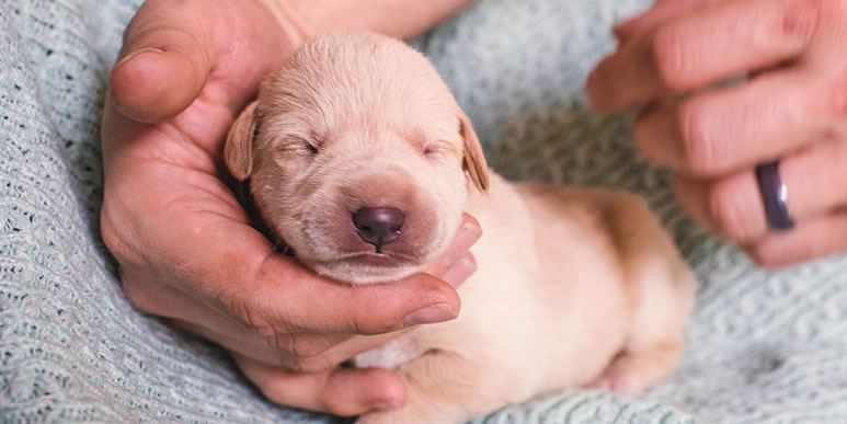 С мамой и без мамы: как ухаживать за новорожденными щенками?