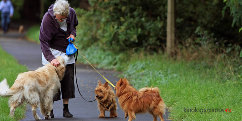 Не дарите бабушкам котят: собаки дают пожилым людям гораздо больше
