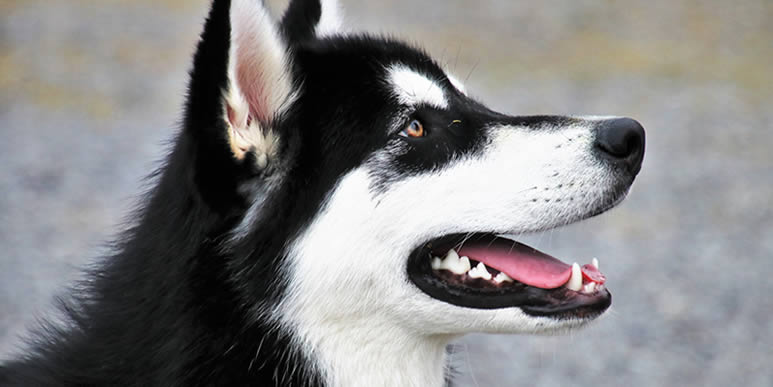 Природа дала каждой собаке уникальный биометрический маркер