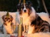 Собака за праздничным столом: можно и нельзя