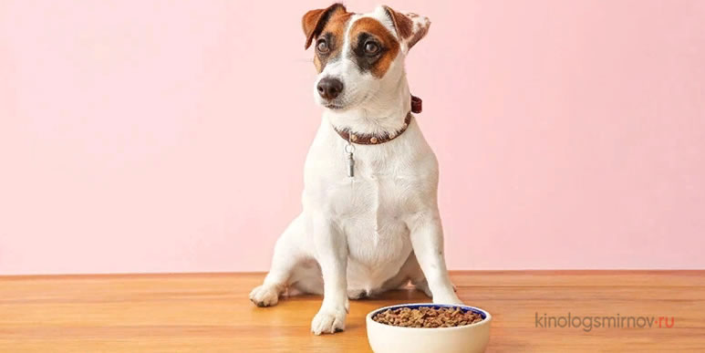 Как правильно кормить собаку, с пола или с подставки