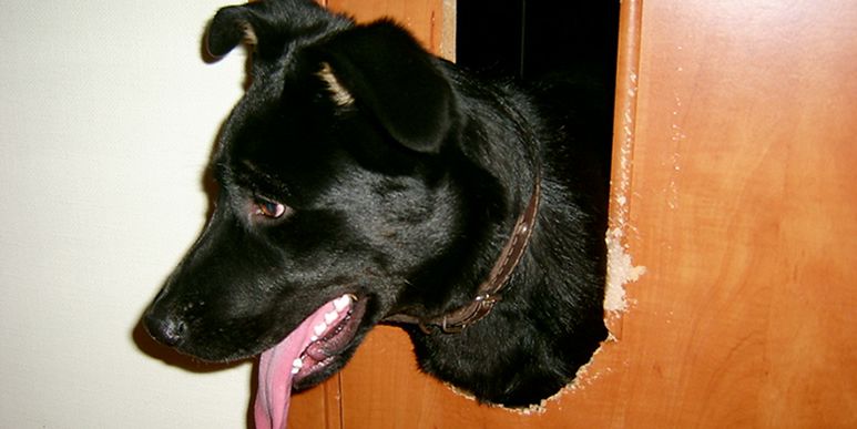 Собаки портят вещи, грызут мебель и царапают стены из-за плохого настроения