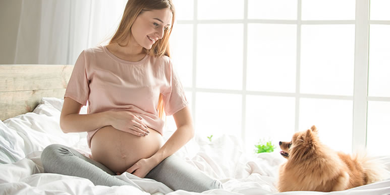 Стоит ли заводить щенка во время беременности?